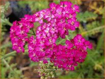 Achillea millefolium 'Heidi'