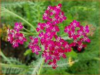 Achillea millefolium 'Sammetriese'