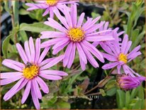 Aster amellus 'Lady Hindlip'