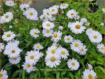 Aster novi-belgii &#39;Porzellan&#39;