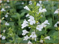 Calamintha nepeta &#39;Marvelette White&#39;