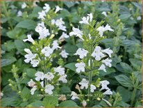 Calamintha nepeta &#39;Marvelette White&#39;