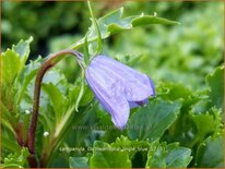 Campanula cochleariifolia 'Jingle Blue'