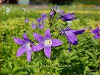 Campanula lactiflora &#39;Border Blues&#39;