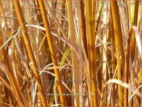 Carex buchananii 'Firefox'