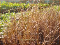 Carex buchananii 'Firefox'