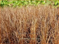 Carex buchananii 'Firefox'