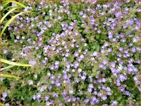 Chaenorhinum origanifolium 'Blue Dream'