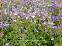 Chaenorhinum origanifolium 'Blue Dream'