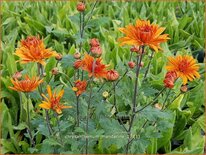 Chrysanthemum &#39;Mandarine&#39;