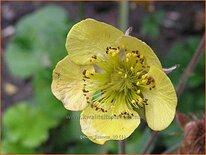 Geum 'Lisanne'