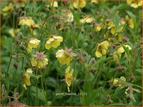 Geum 'Lisanne'