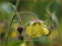 Geum 'Lisanne'