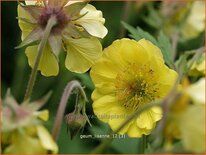 Geum 'Lisanne'