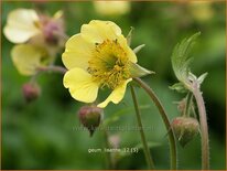 Geum 'Lisanne'