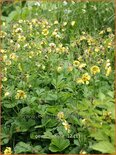 Geum 'Lisanne'