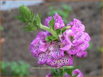 Digitalis purpurea 'Monstrosa'