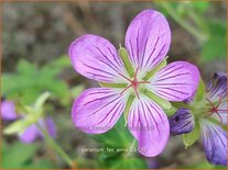 Geranium &#39;Fay Anna&#39;