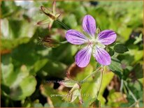 Geranium &#39;Fay Anna&#39;