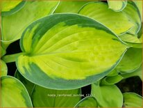 Hosta 'Rainforest Sunrise'