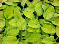 Hosta 'Rainforest Sunrise'