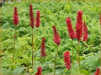 Persicaria amplexicaulis &#39;Bonfire&#39;