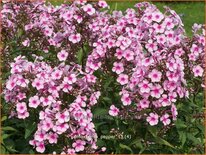 Phlox &#39;Miss Pepper&#39;