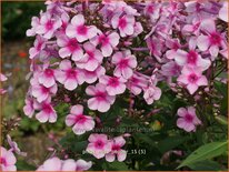 Phlox &#39;Miss Pepper&#39;