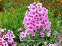 Phlox &#39;Miss Pepper&#39;