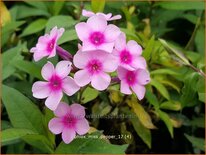 Phlox &#39;Miss Pepper&#39;