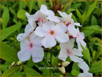 Phlox &#39;Popeye&#39;