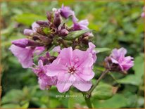 Phlox 'Zenobia'