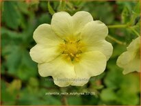 Potentilla recta 'Sulphurea'