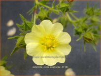 Potentilla recta 'Sulphurea'