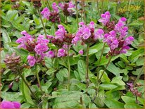 Prunella grandiflora 'Altenberg Rosa'