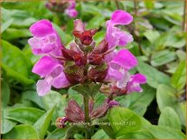 Prunella grandiflora 'Altenberg Rosa'