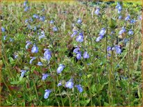 Salvia forreri