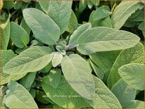 Salvia officinalis 'Grower's Friend'