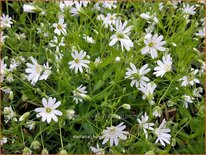 Stellaria holostea