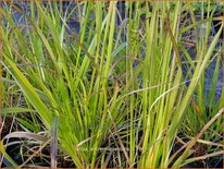 Stipa extremiorientalis