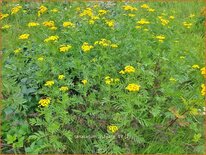 Tanacetum vulgare