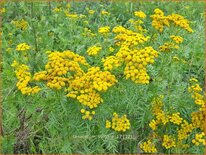 Tanacetum vulgare