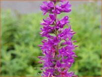 Veronica longifolia 'Sonja'