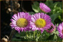 Erigeron glaucus 'Sea Breeze'