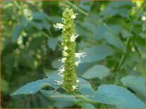 Agastache nepetoides