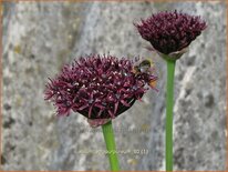 Allium atropurpureum