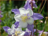 Aquilegia caerulea