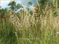 Calamagrostis canadensis