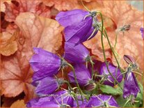 Campanula pulloides 'Jelly Bells'