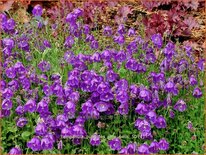 Campanula pulloides 'Jelly Bells'